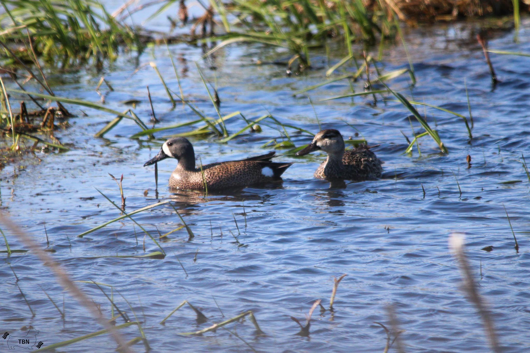Blue-Winged Teal